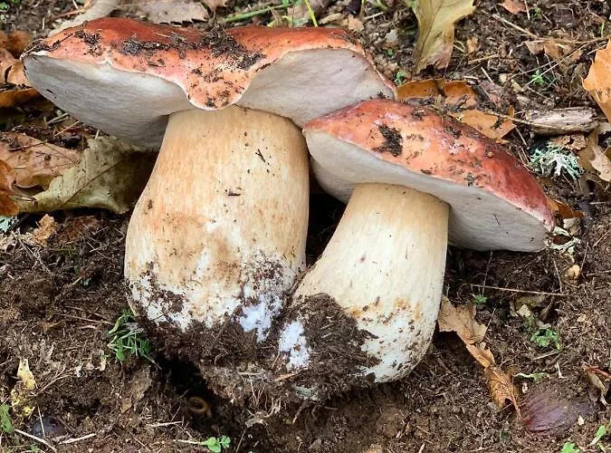 Apimonte Casa Do Serra - Pn Montesinho Dom wakacyjny *